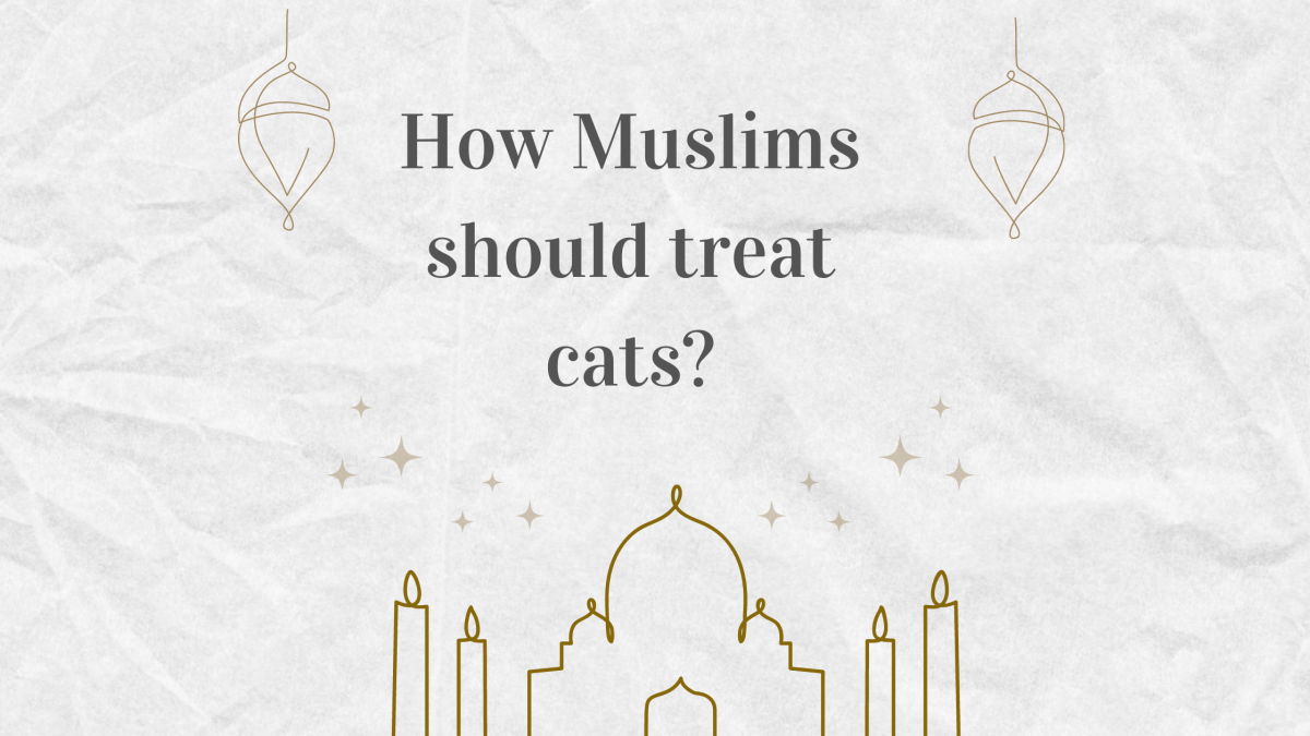 How Muslims should treat cats?
