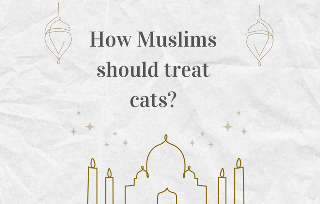 How Muslims should treat cats?